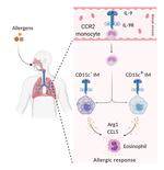 An IL-9–pulmonary macrophage axis defines the allergic lung inflammatory environment